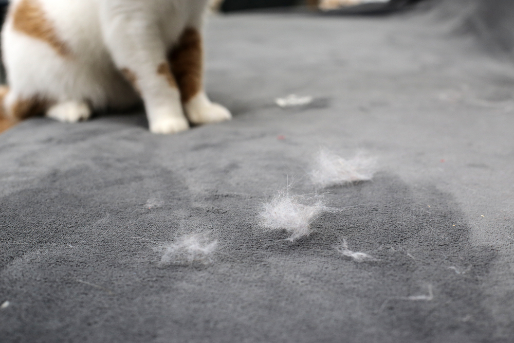 V. Effective Cleaning Techniques for Pet Hair Removal